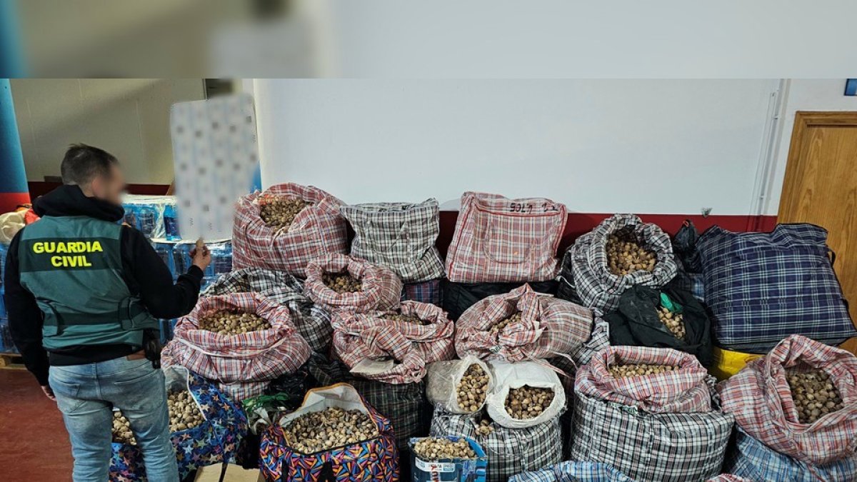 La Guardia Civil detiene a tres hombres por robar y enviar amapola adormidera a España y Estados Unidos.