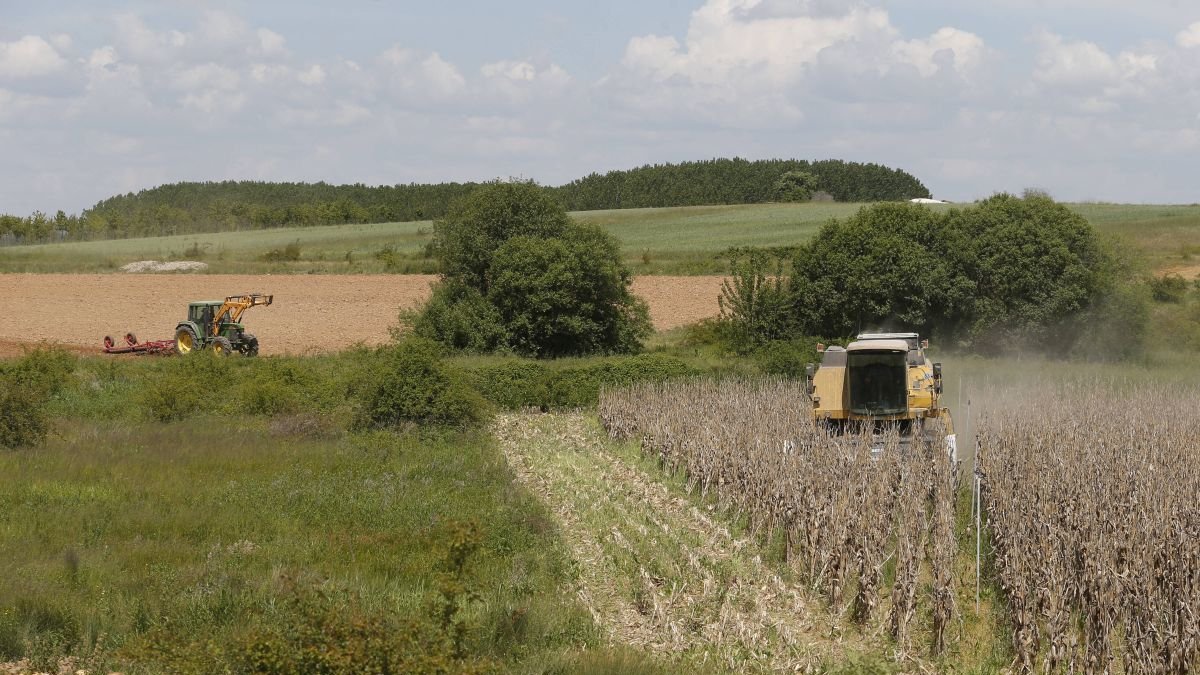 Finca de cultivo de maíz en León.