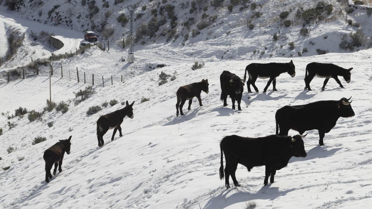Un rebaño de vacas en las montañas nevadas de León.