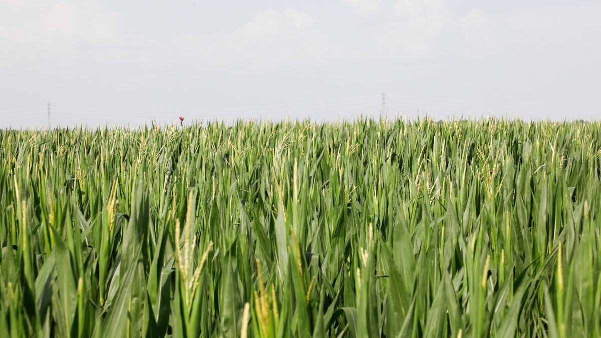 Un campo sembrado de maíz en un rincón de la provincia.