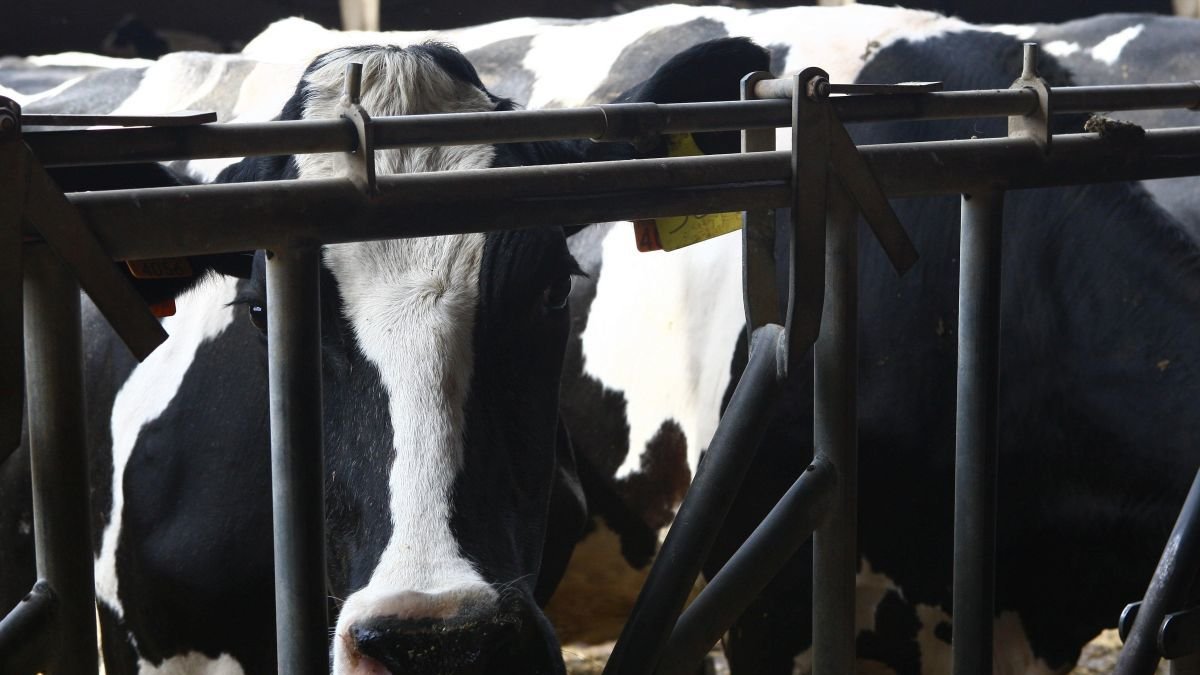 Vacas de leche en una explotación de la provincia leonesa.