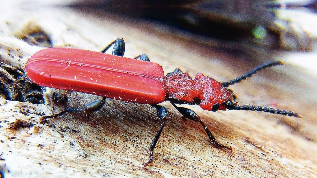 El ejemplar del escarabajo rojo encontrado en Salientes.