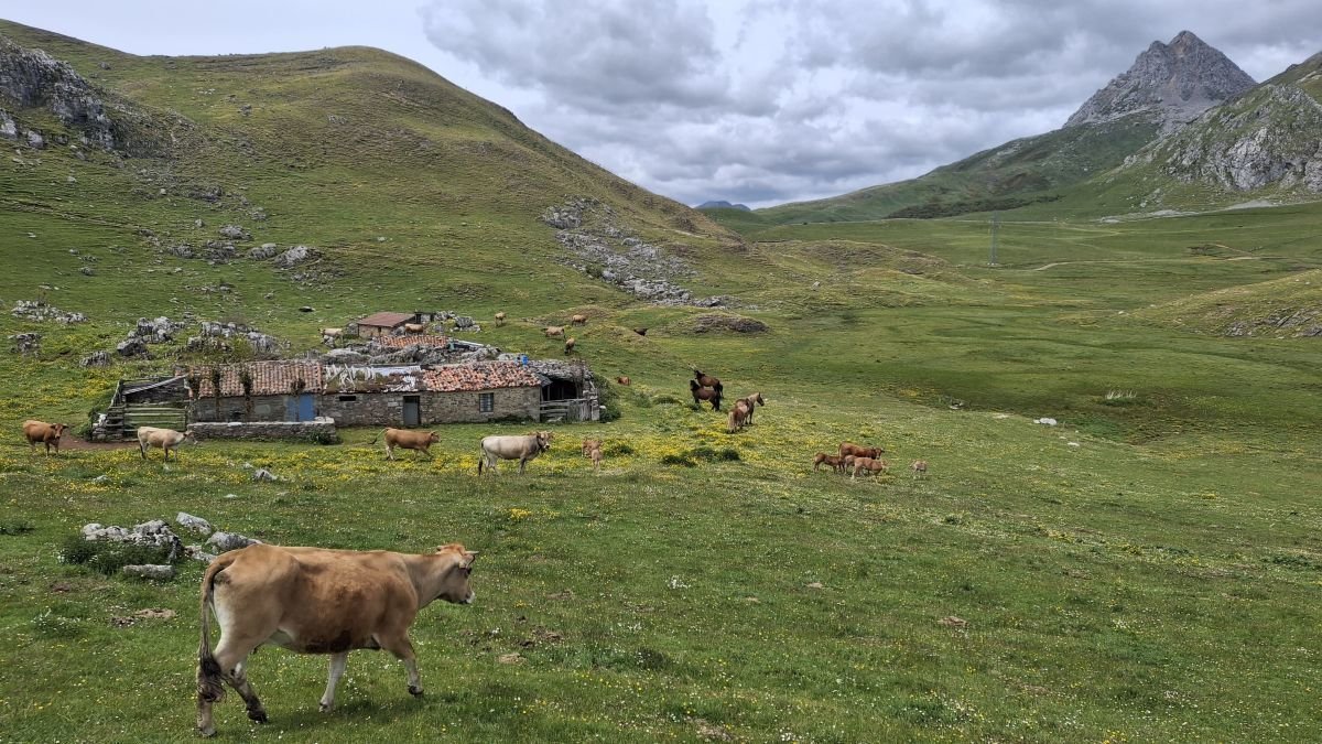 Una sentencia del TSJ de Asturias declaró ilegan la actividad ganadera de asturias en el puerto leonés.