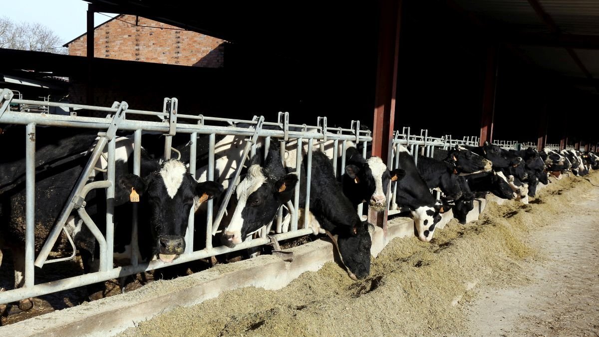 En León hay censadas 166 explotaciones dedicadas al vacuno de leche.