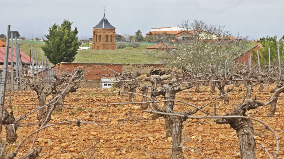 Viñedos en Valdevimbre.