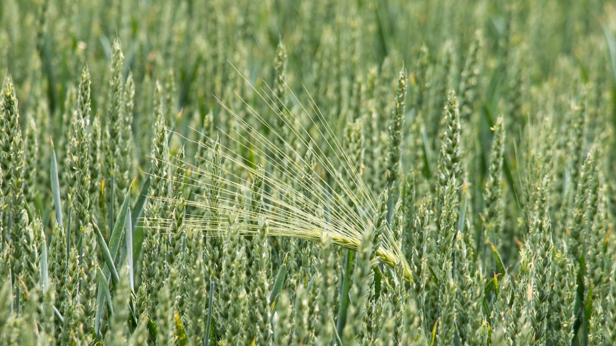 El amaranto destaca por su fortaleza agronómica y su excepcional perfil nutricional.