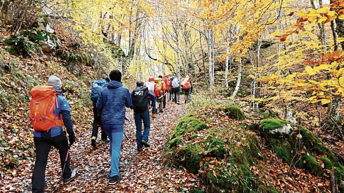Un grupo de senderistas camina por un hayedo leonés en otoño.