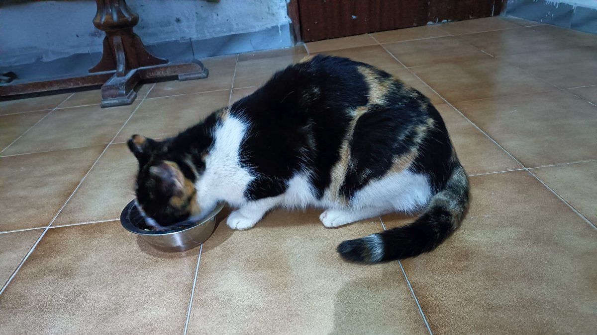Cachopina, la gata que se rescató sola.