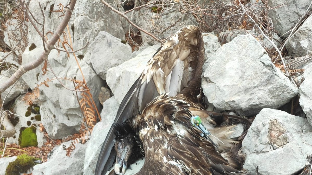 Junta y FCQ piden medidas para evitar muertes por electrocución del quebrantahuesos en Picos de Europa.