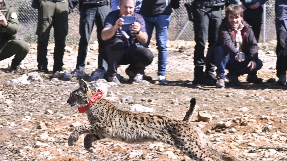 Suelta de dos linces ibéricos, un macho y una hembra, en el Cerrato palentino en 2025.