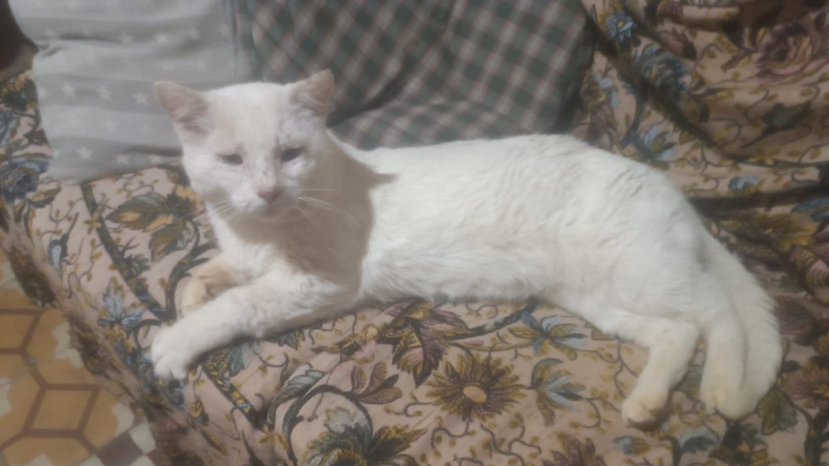 Copito, el gato manso que acabó en la calle, donde lo encontraron completamente destrozado.