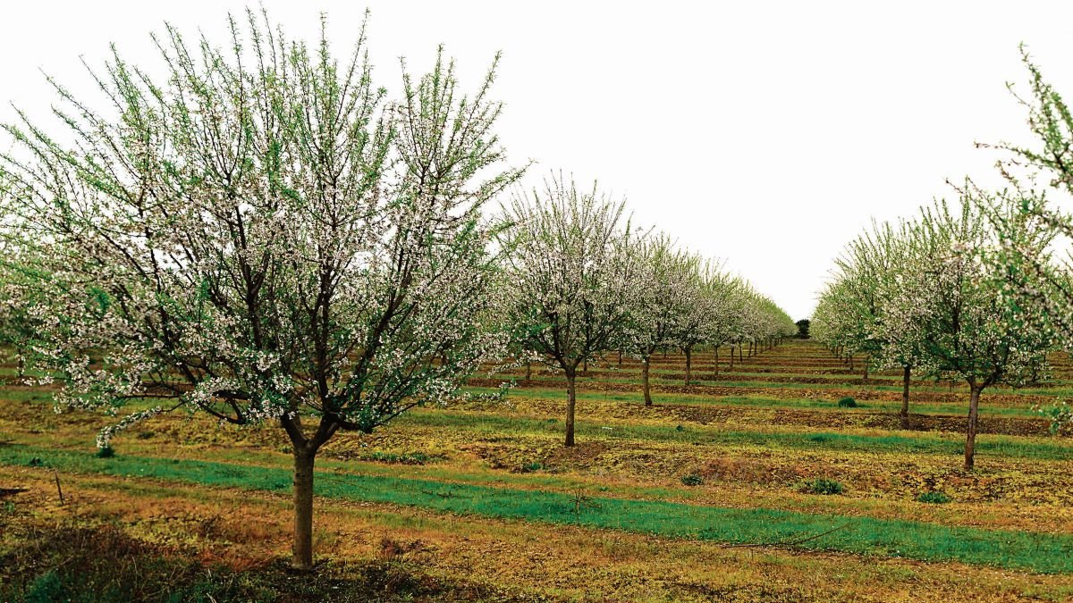 Campo de almendros ya en flor en la zona de Tierra de Campos.