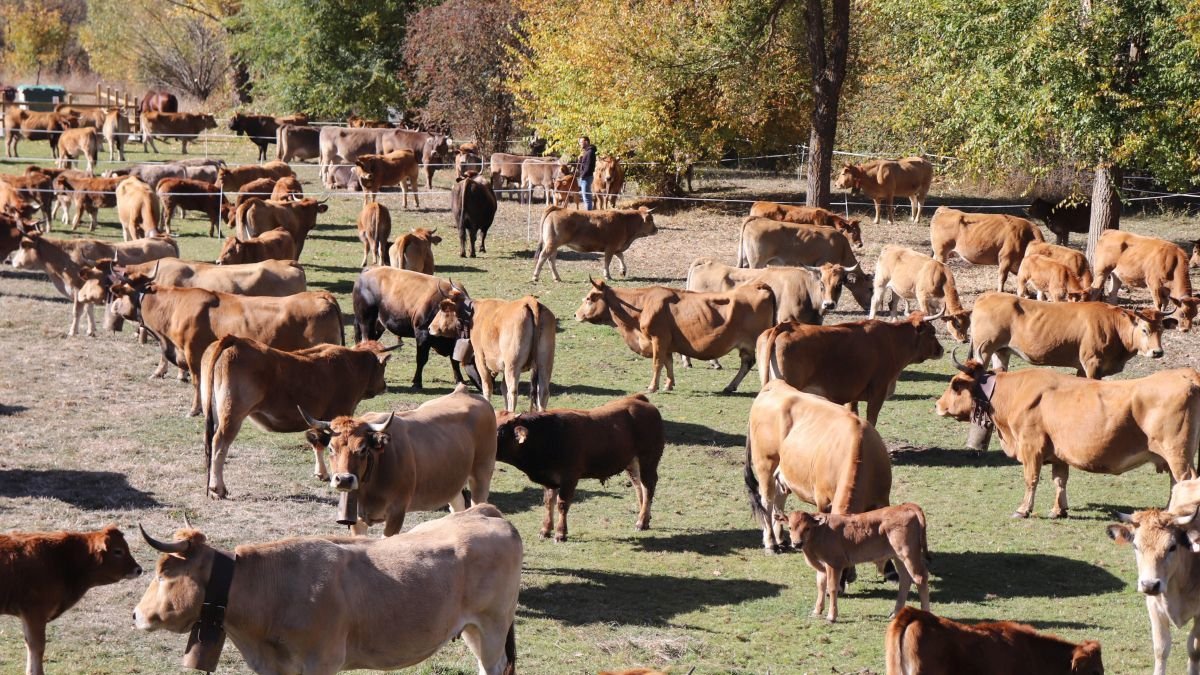 Ganado expuesto en la Feria de Villafrea, el passado octubre de 2025.
