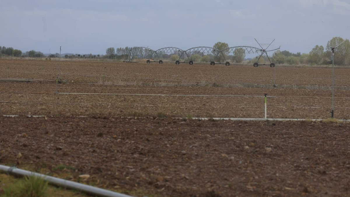 Una tierra sembrada de remolacha cerca de Santa María del Páramo.