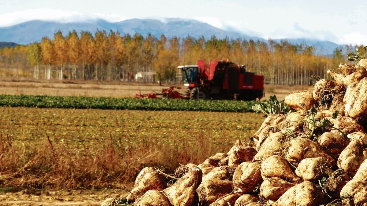 Un montón de remolacha junto a una tierra de cultivo en la provincia. marciano pérez