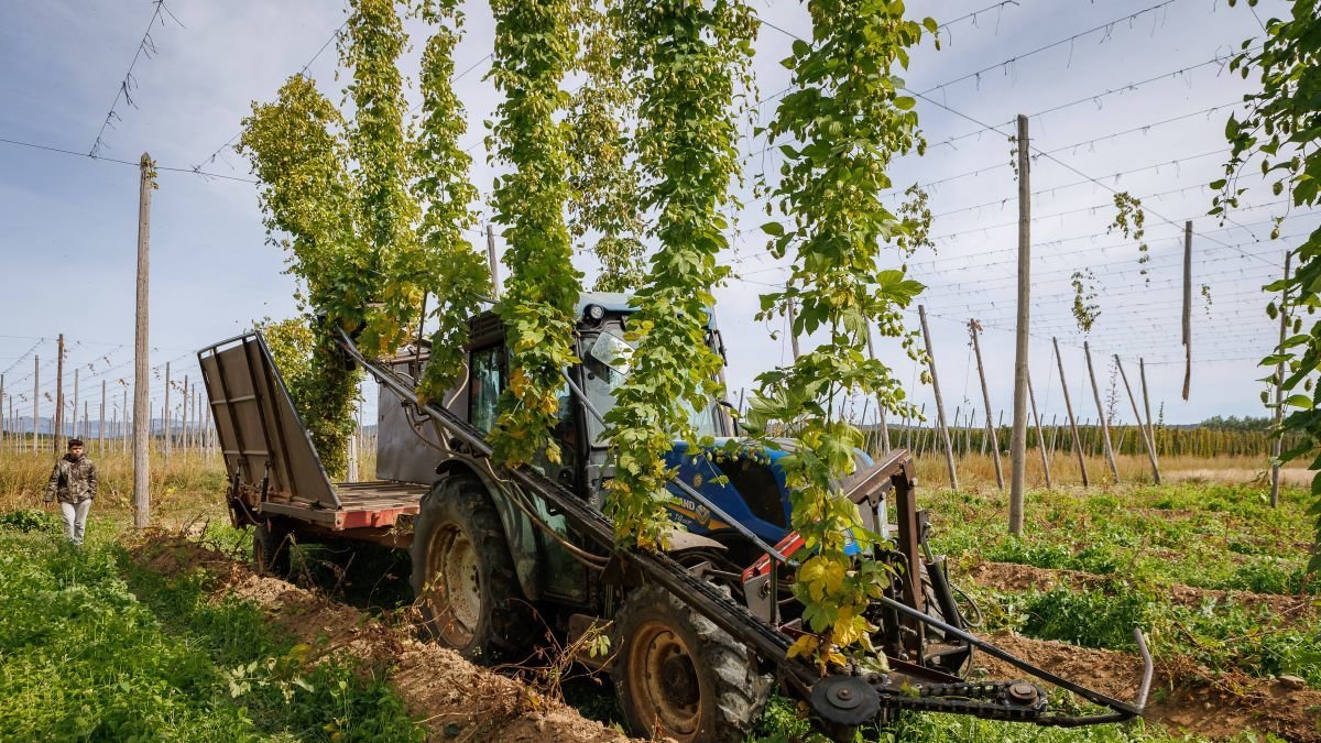 La comarca del Órbigo es la principal zona productora de lúpulo del país, con un 90% de la producción nacional.
