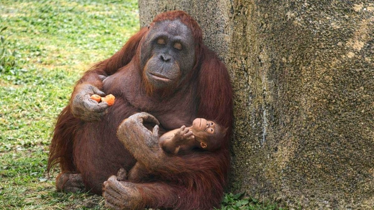 Surya posa con su cría en el zoo de Madrid.