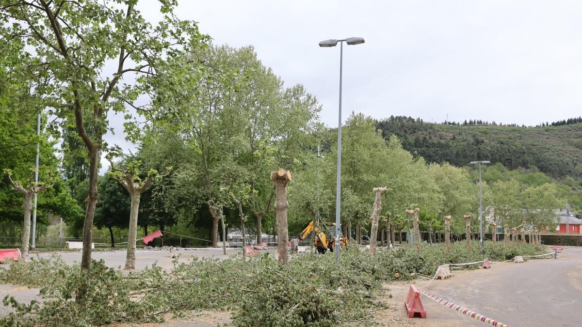 Tala de árboles en los Jardines del Sil.
