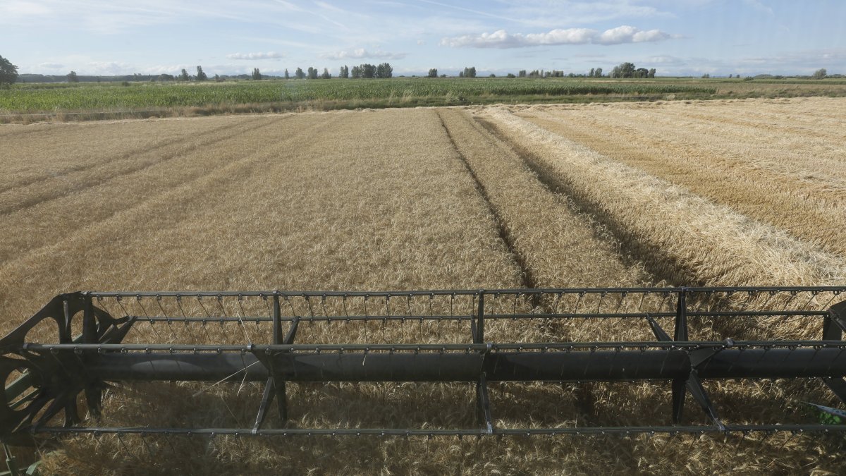 Campo de trigo en León.