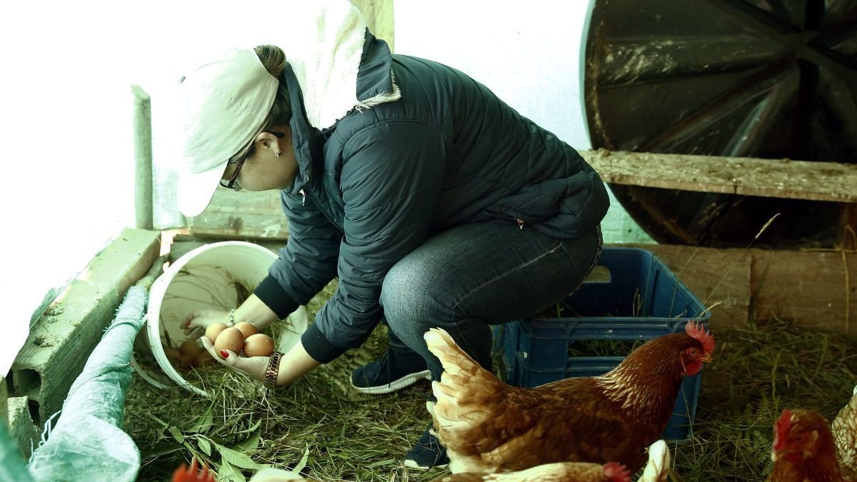 La medida ha sido muy celebrada entre los productores de huevos.