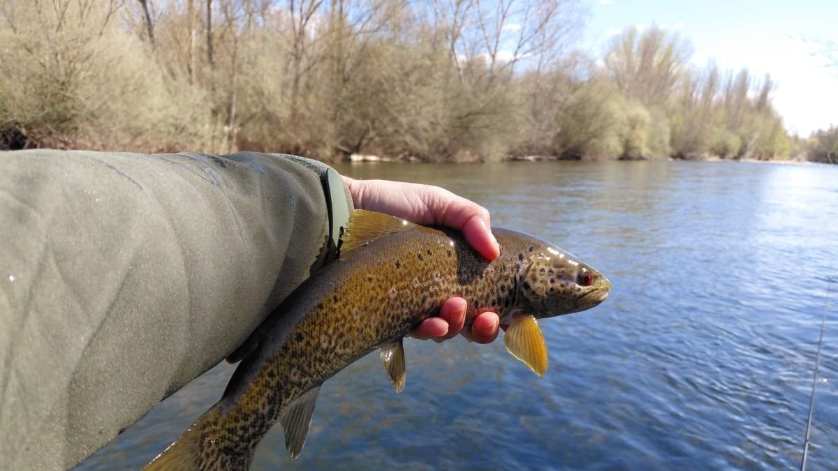 La temporada de pesca suma tres semanas de actividad desde su inicio el 28 de marzo.