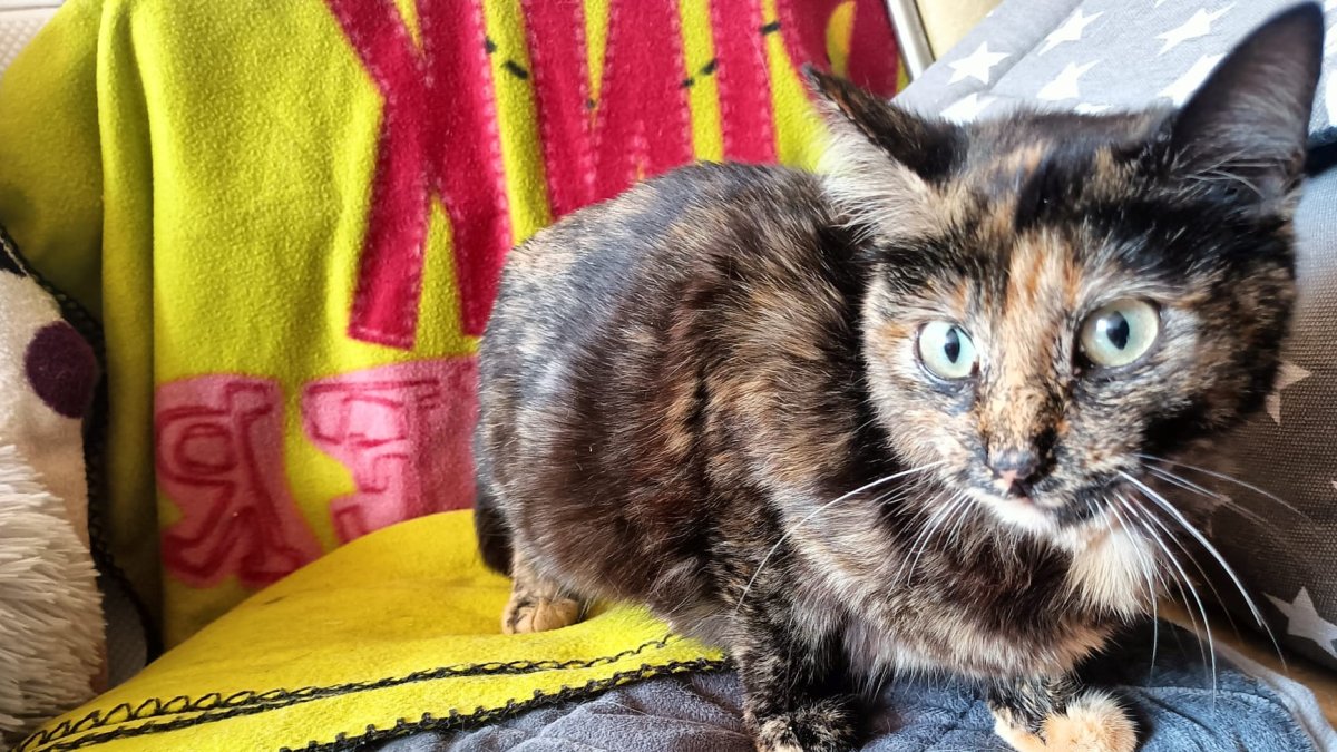 Tiza, la gata de apenas seis meses que perdió a todos sus cachorros.