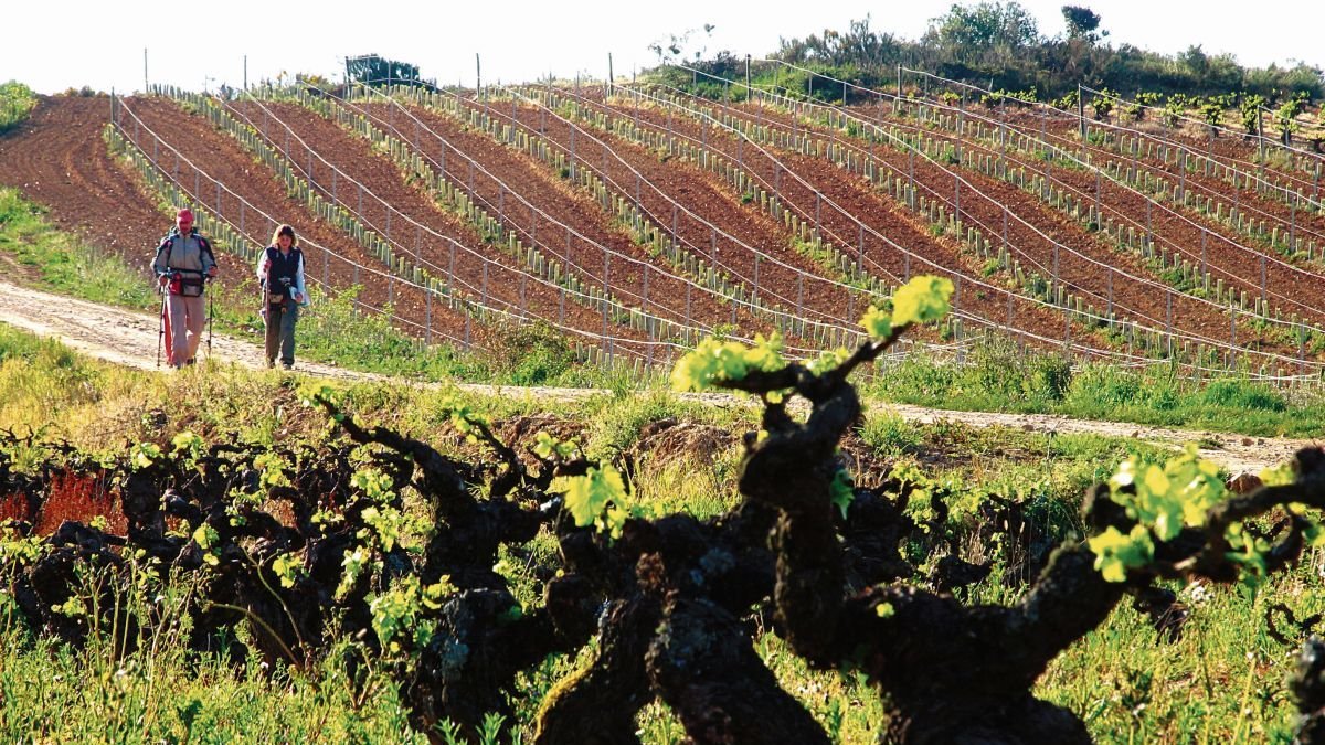 La expansión de nuevos viñedos está impulsando el desarrollo de este plan de renovación del Catastro adscrito a la DO Bierzo usando las nuevas tecnologías.