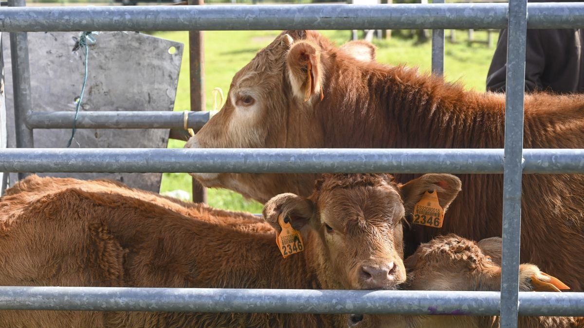 Una granja de vacas en Villafrea de la Reina.