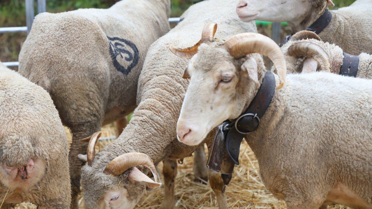 Feria Agroganadera de Santa María de Ordás.