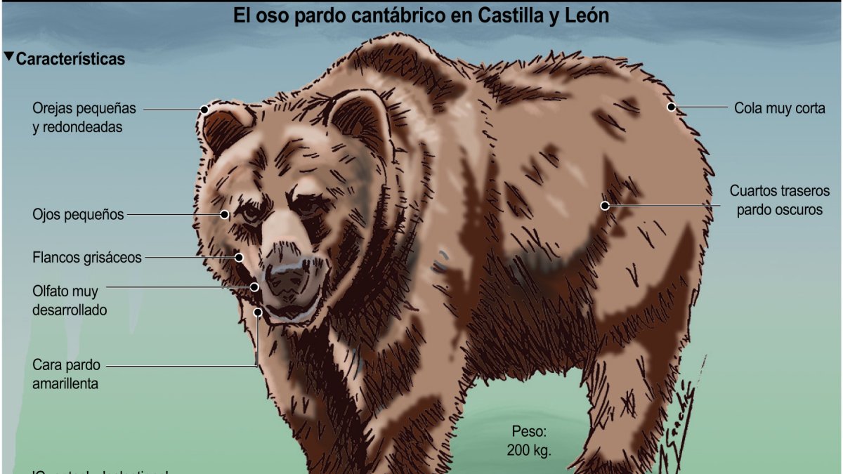 El oso pardo cantábrico en Castilla y León (15cmx17cm)