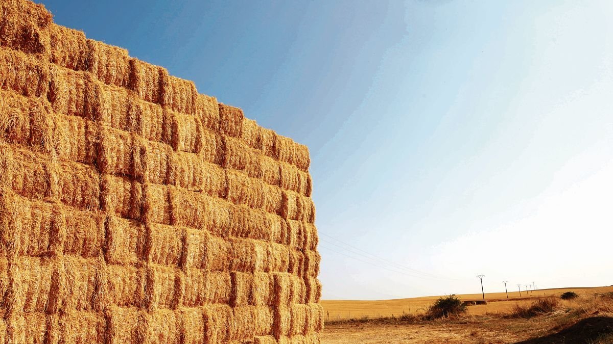 En León el cereal es uno de los motores del sector agrícola leonés.