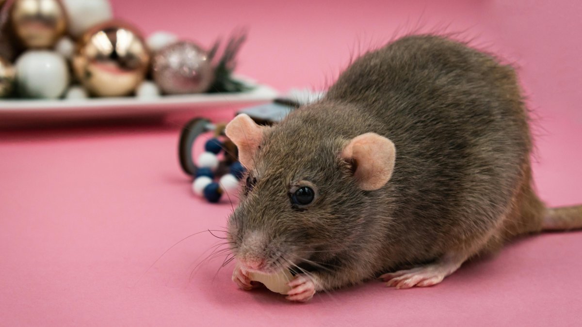 Los roedores son el reservorio de los hantavirus.