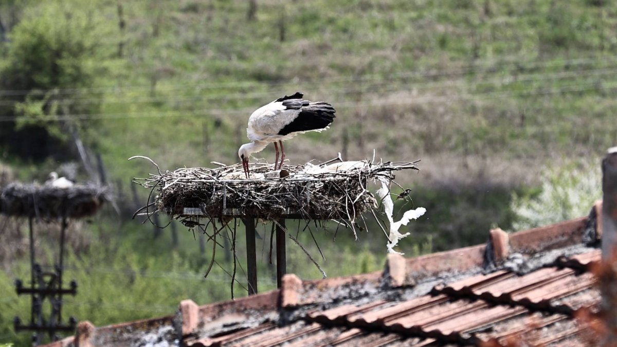 Las cigüeñas también forman parte de las aves protegidas cuyos nidos no pueden retirarse sin autorización ambiental.