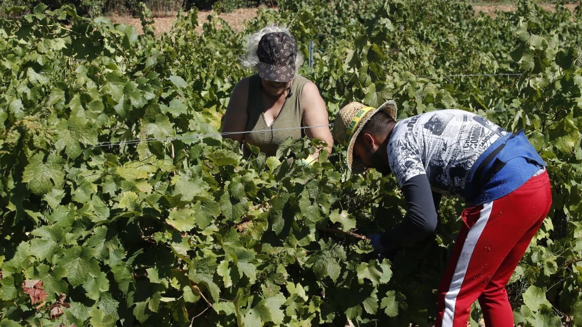 Imagen de archivo de dos trabajadores recolectando uva en un viñedo de León.