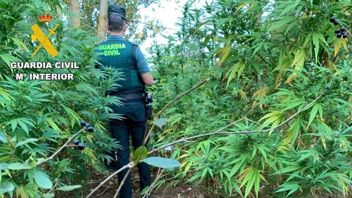 Imagen de una plantación aprehendida en Armunia.