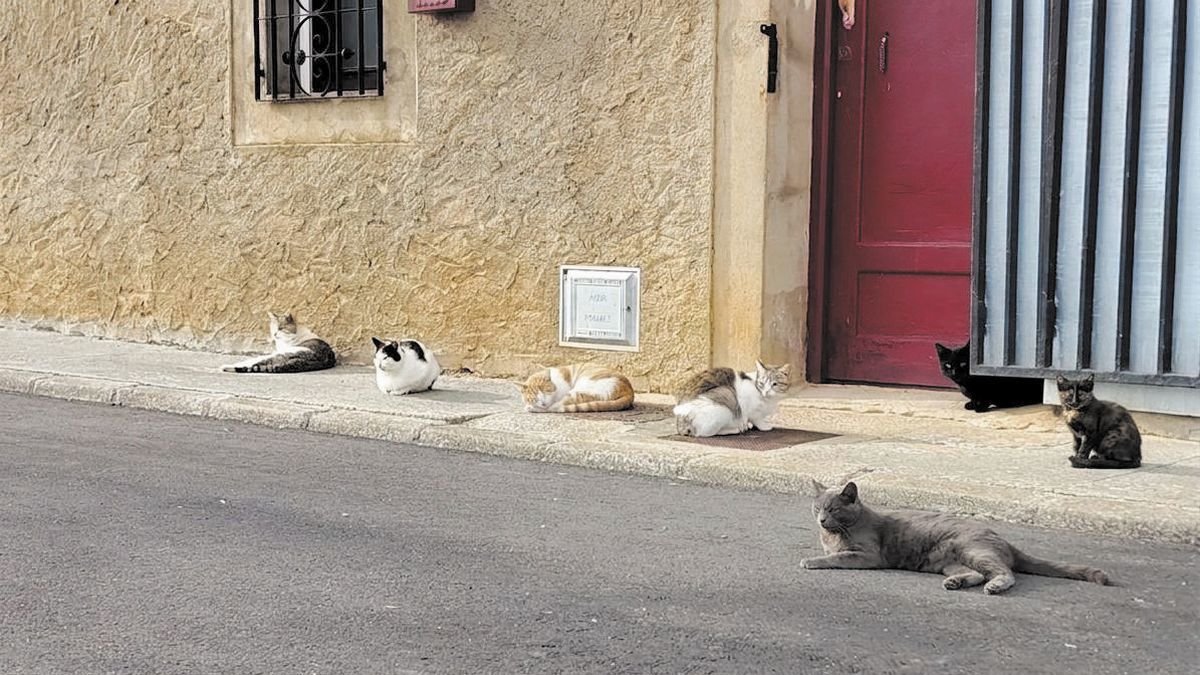 Gatos callejeros
