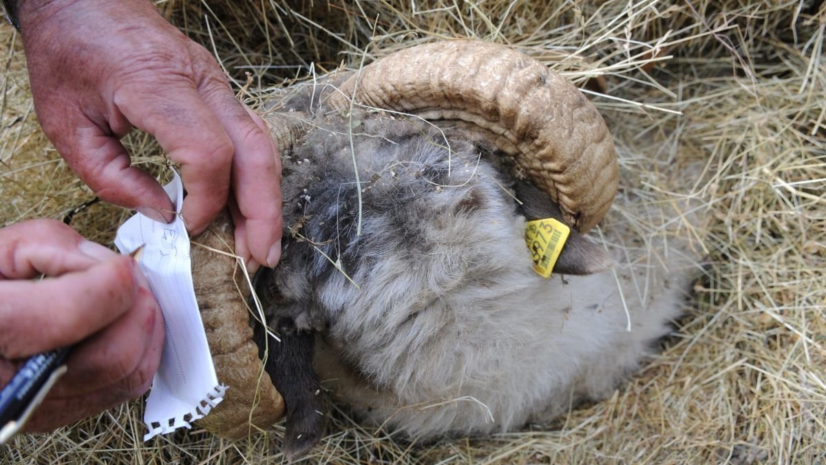 Los veterinarios alertan de que la falta de profesionales en el campo se está convirtiendo en un problema estructural.
