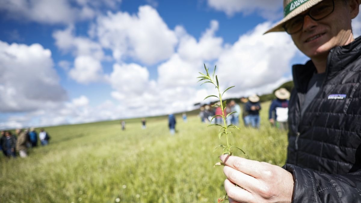 Agricultores y técnicos han evaluado la eficacia de distintas estrategias herbicidas.