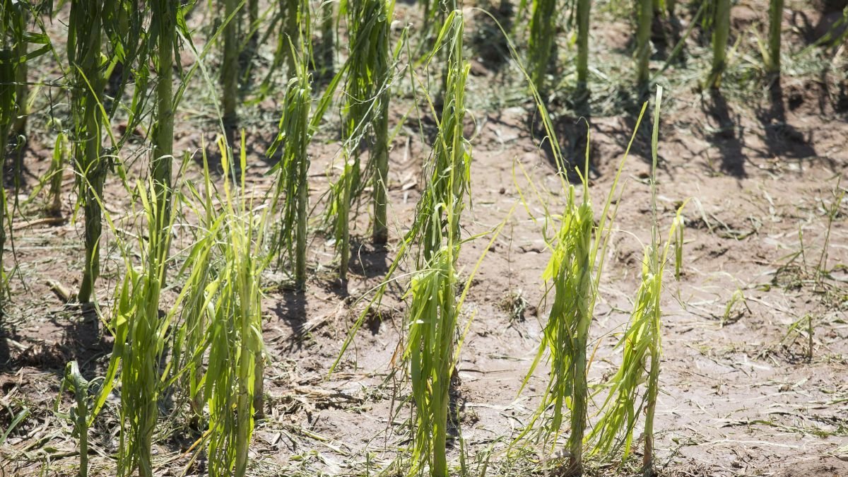 Cultivo afectado por una granizada.