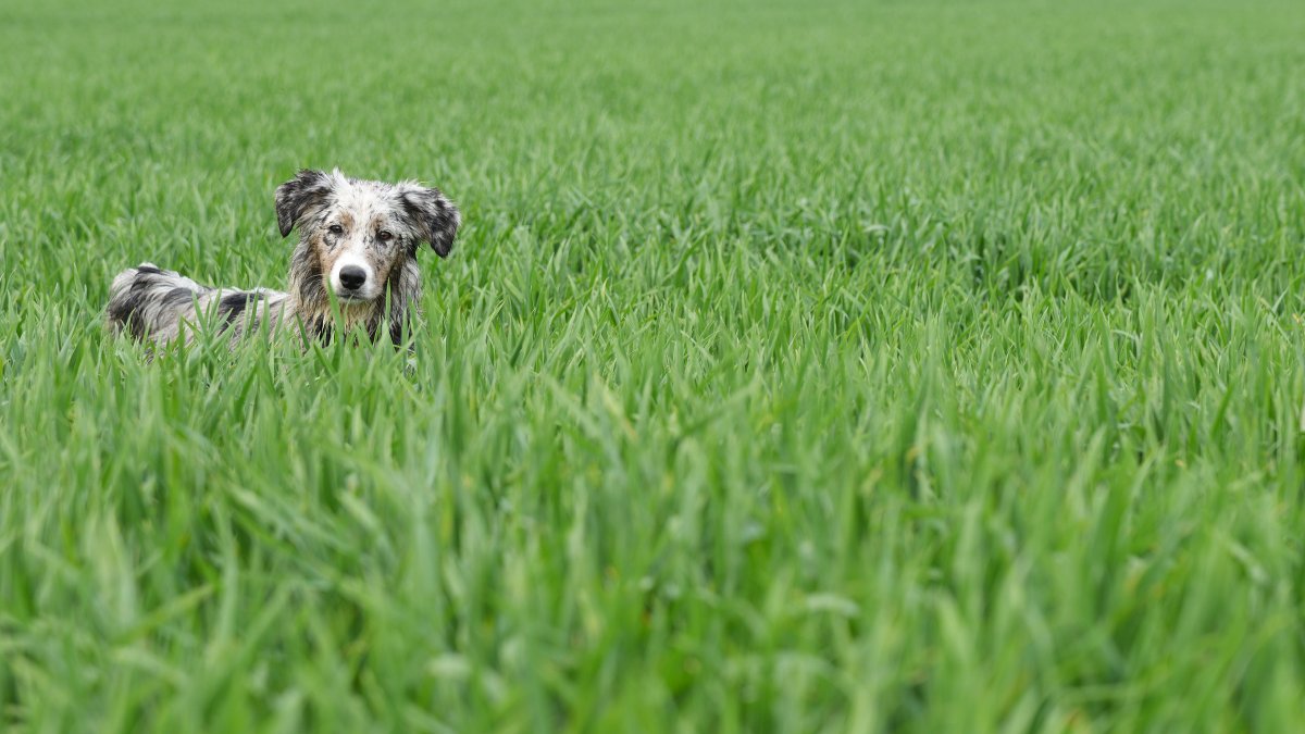 Proteger a los perros de las garrapatas en fundamental. Y también los es protegerte tú de ellas.