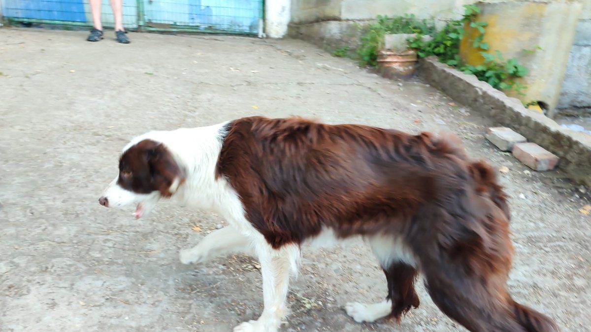 Canela