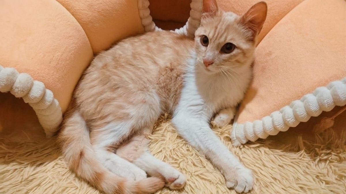 Mincho