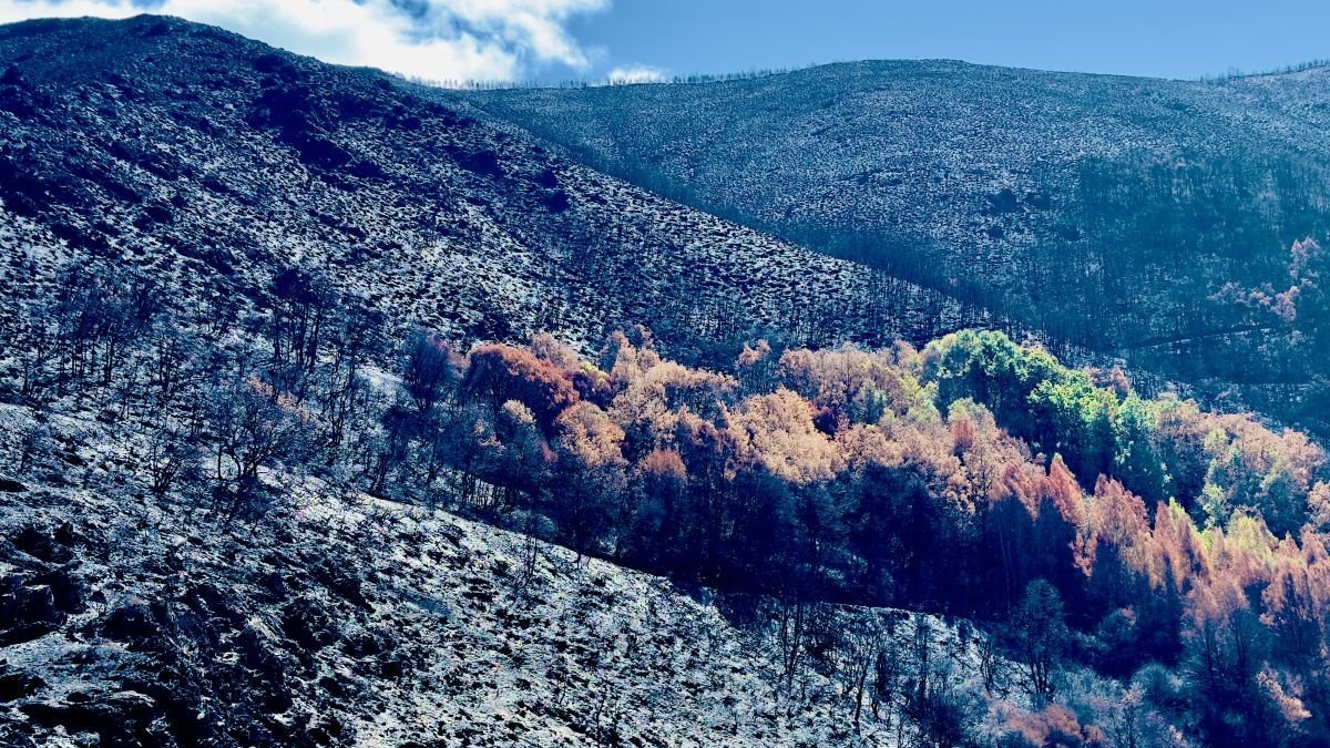 Ladera quemada, 2025.
