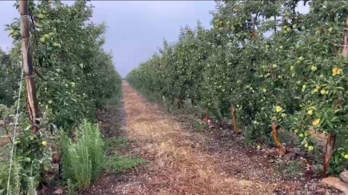 Granizada sobre una plantación de frutales.