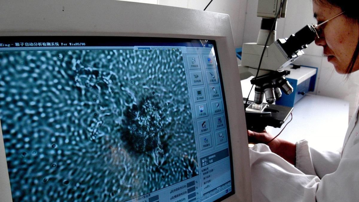 Imagen aumentada por un microscopio del líquido seminal en un estudio anterior.