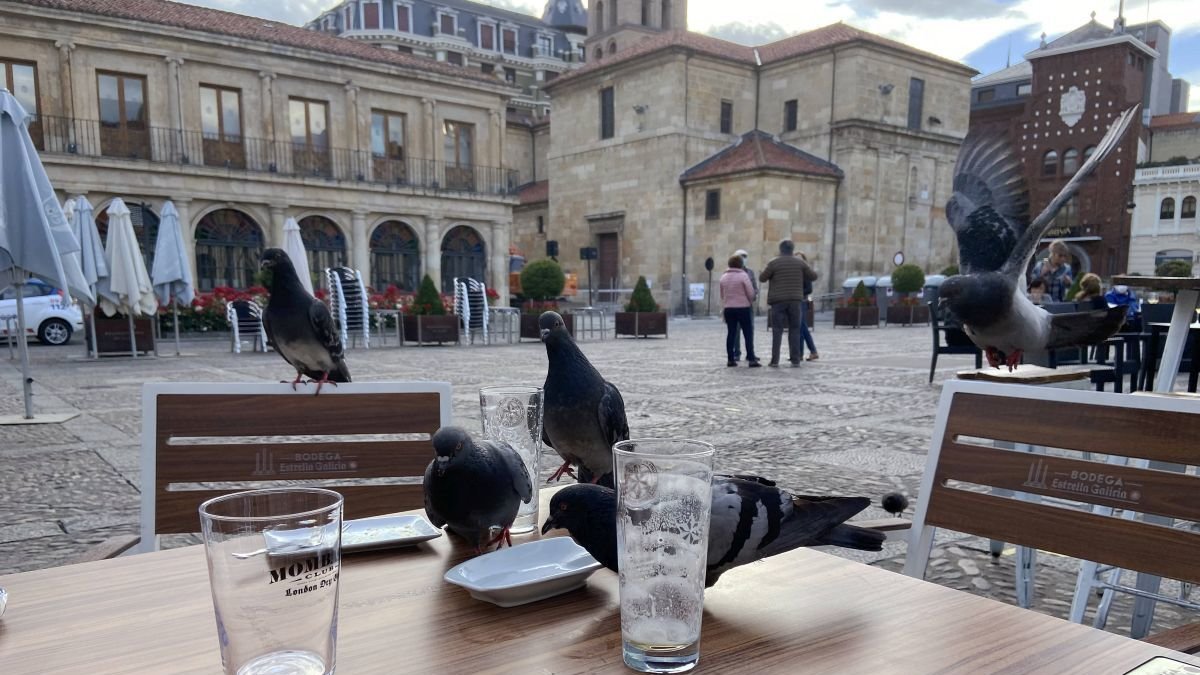 Las terrazas de León son coto de aprovisionamiento para las palomas.