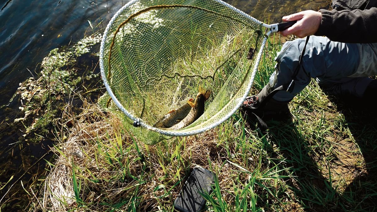 La temporada de pesca discurre en este tramo de la mejor manera posible para los aficionados.
