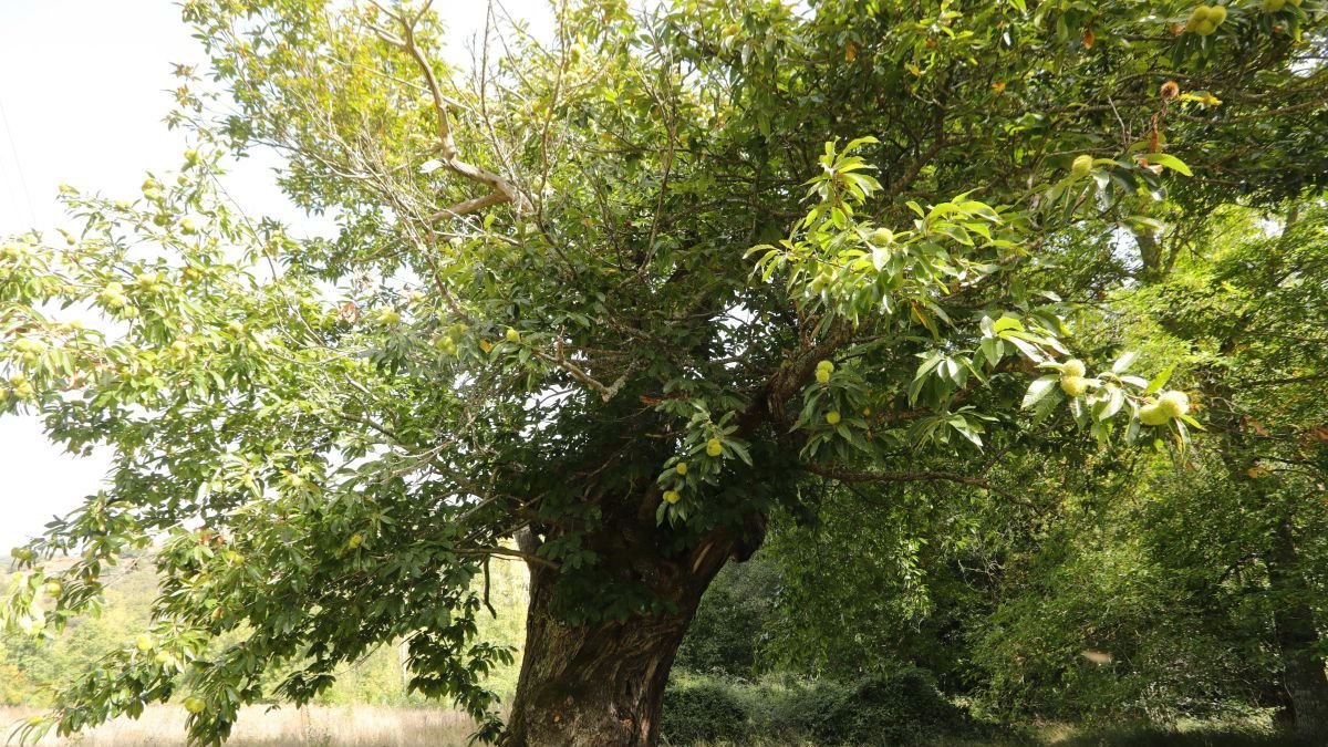 Los castaños del Bierzo presentan adelanto de cosecha con estrés hídrico