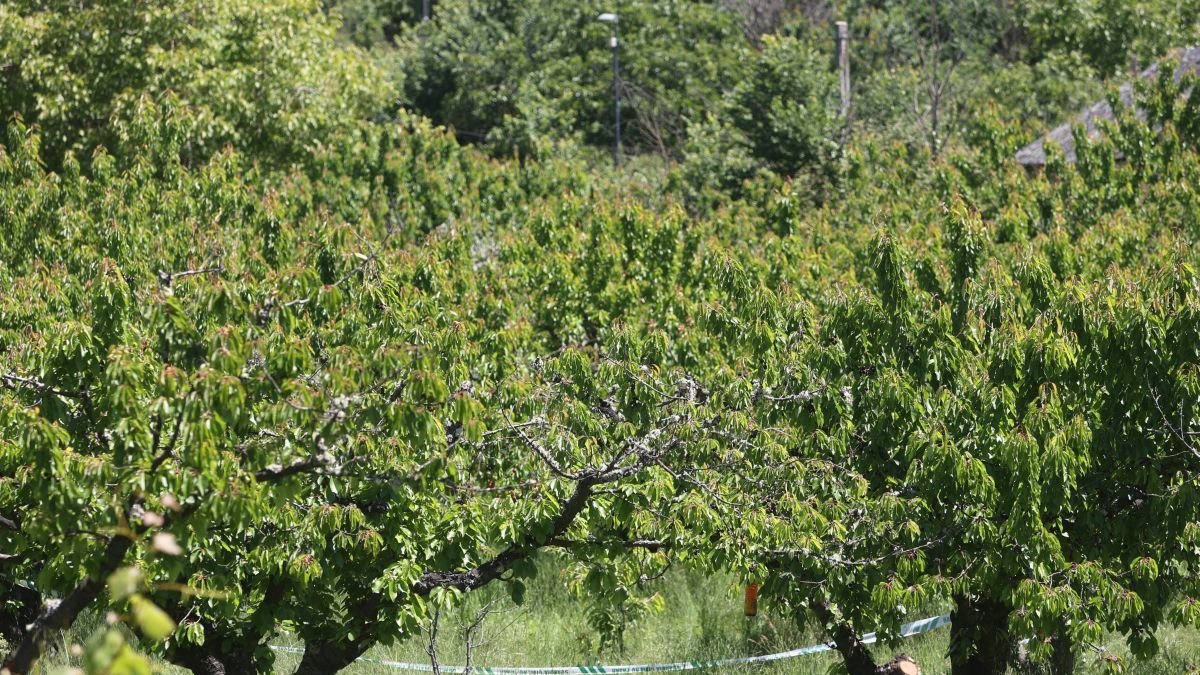 Finca de cerezos en el casco urbano de Arganza, con el precinto judicial, el día que apareció el cadáver, el 18 de mayo.
