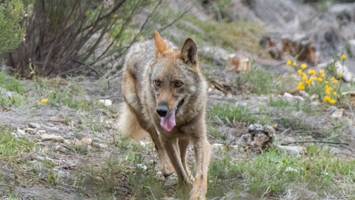 Un ejemplar de lobo.